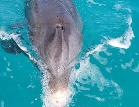 Turtle Watching Tour Turks and Caicos